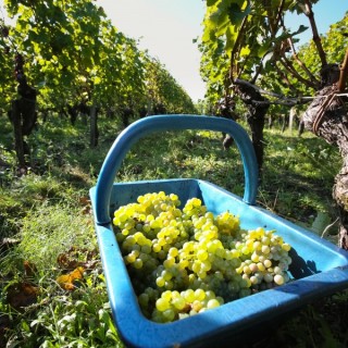 RDVenGravesetSauternes©phlabeguerie